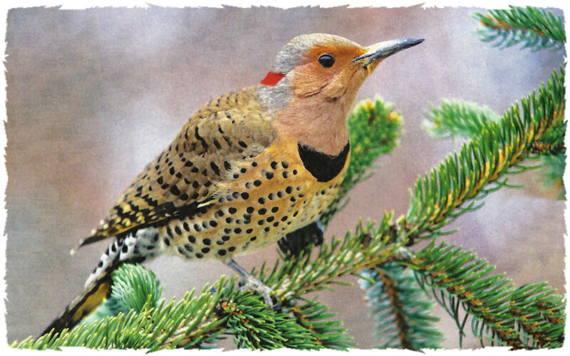 Yellow-shafted Flicker