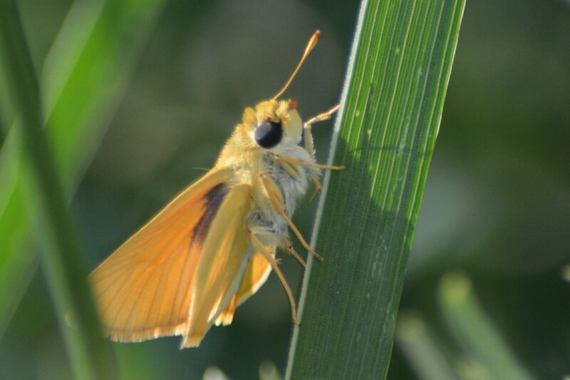 Yellow Skipper Butterfly — Green