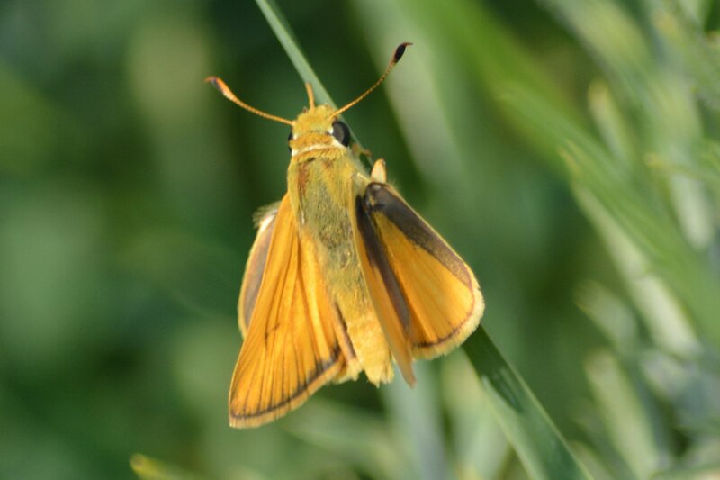 Yellow Skipper Butterfly