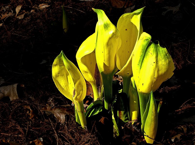 Yellow skunk cabbage flowers