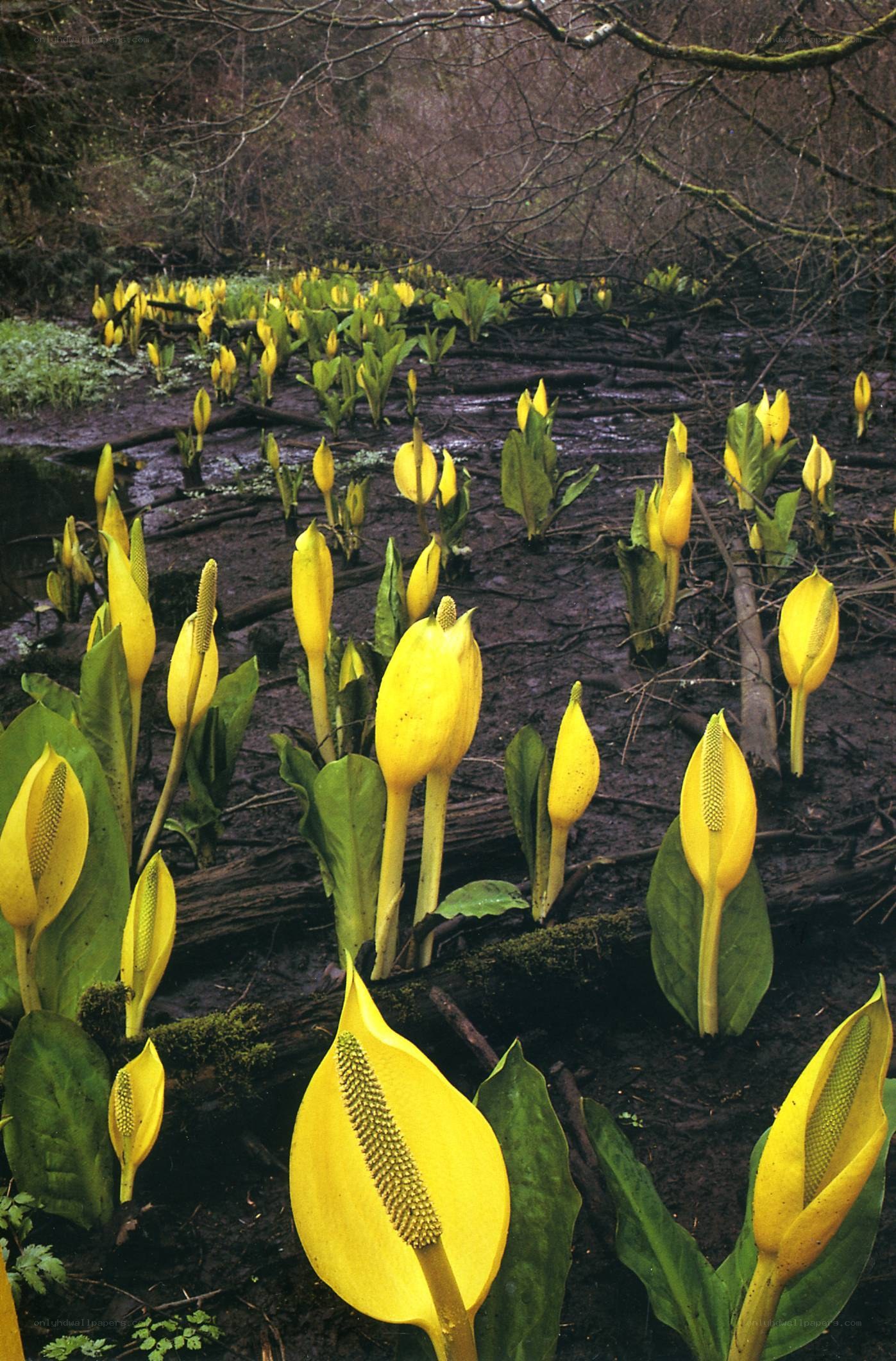 Yellow skunk cabbage in a swamp