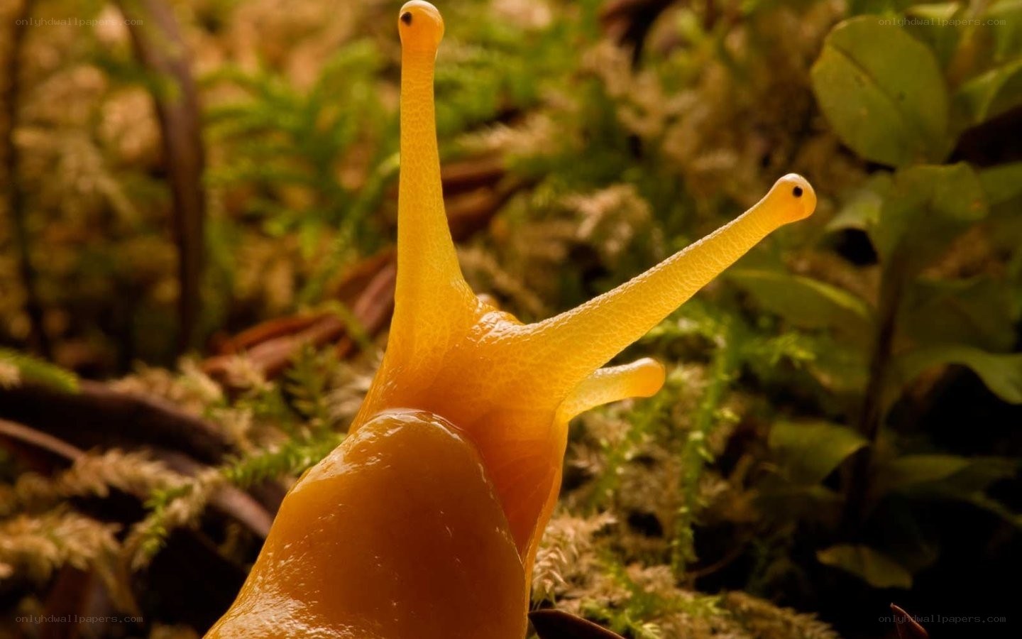 yellow slug in moss