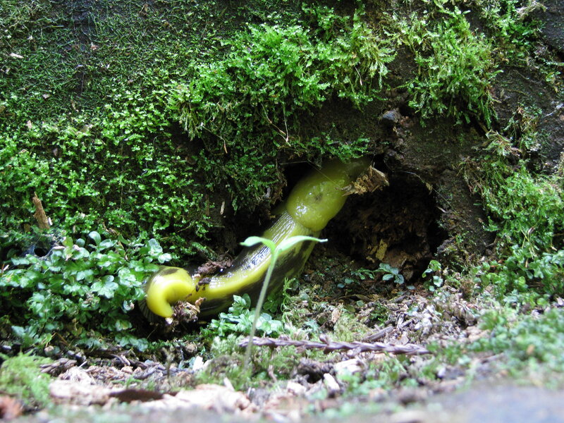 Yellow Slug in Moss — Green