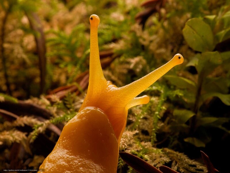 yellow slug in moss