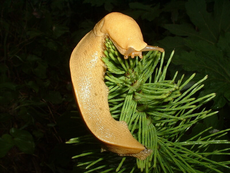 yellow slug on green plant