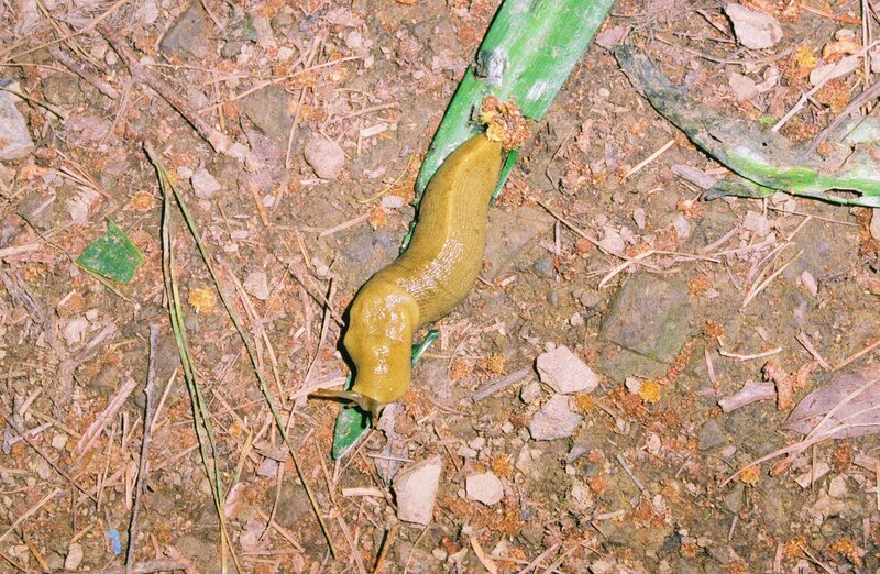 Yellow Slug on Leaf