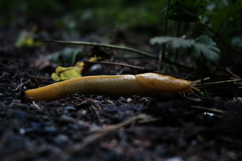 Yellow Slug on Soil