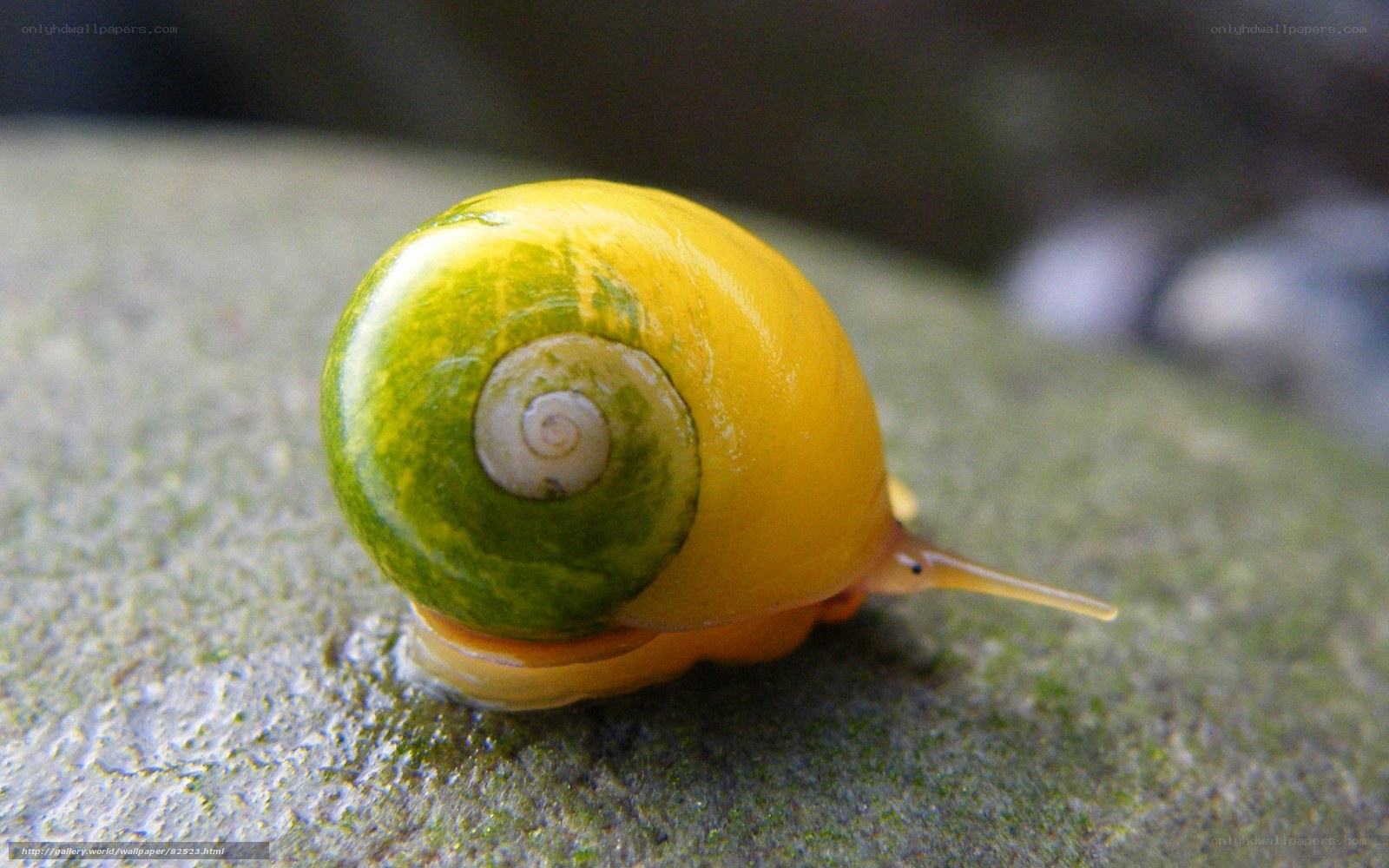 yellow snail on stone
