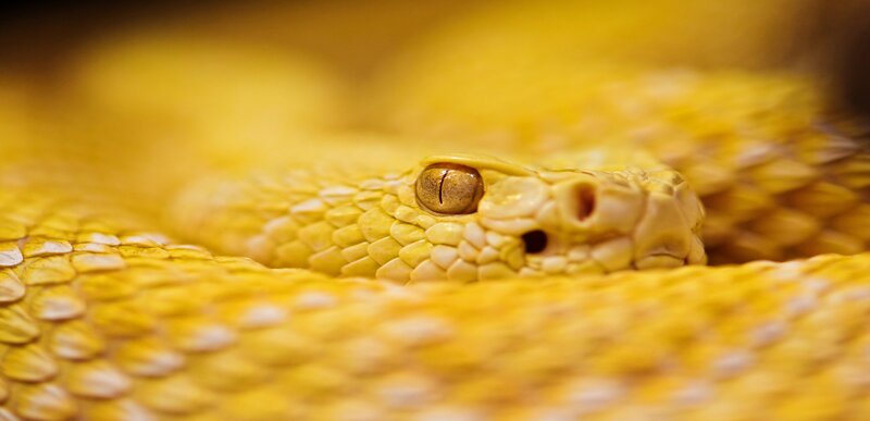 Yellow Snake Close-up — Intense