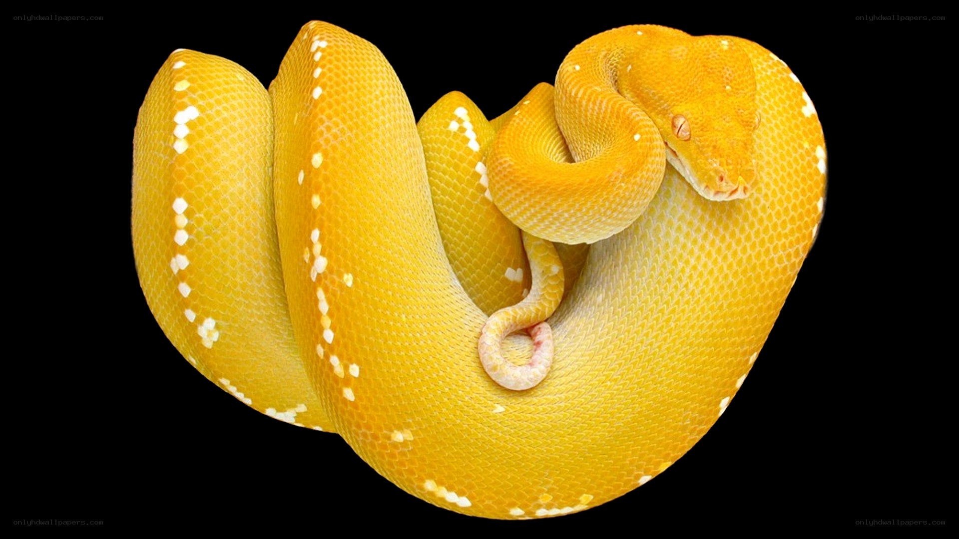 yellow snake coiled on black
