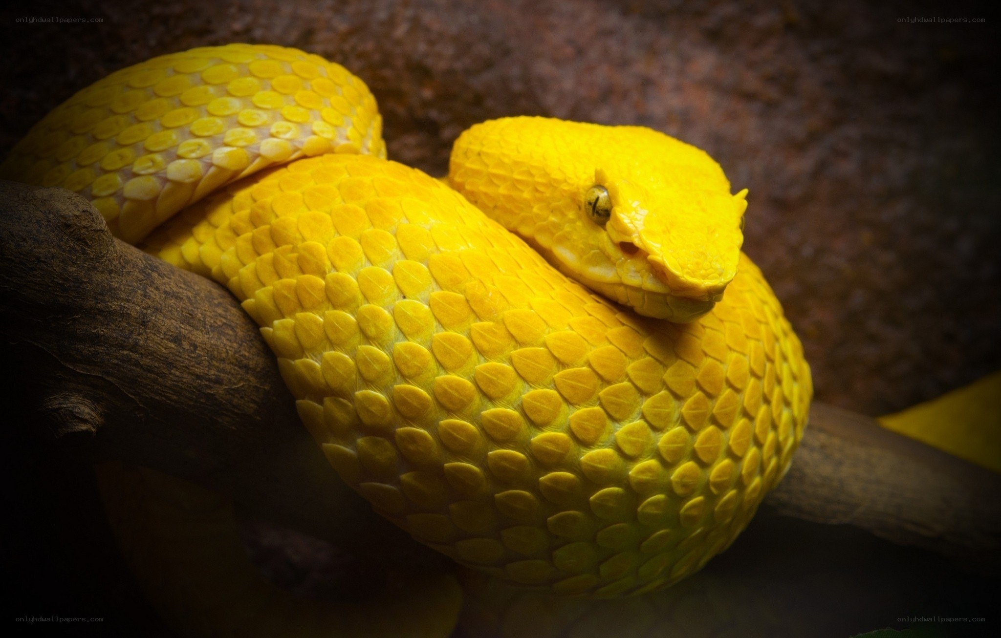 Yellow snake coiled on branch