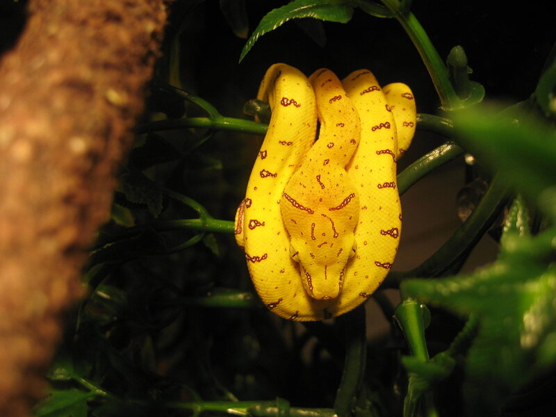 Yellow snake coiled on branch