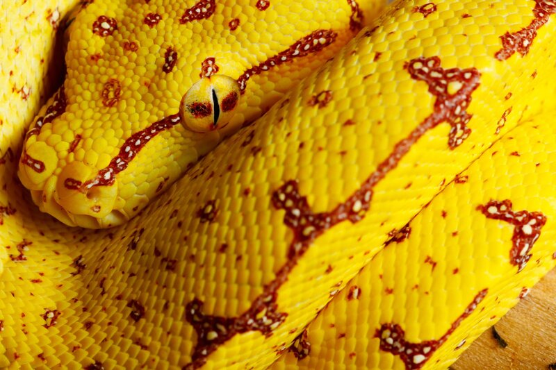 Yellow Snake Coiled