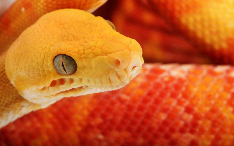 Yellow Snake Head — Calm, Photograph