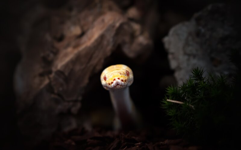 Yellow Snake Head — Dramatic