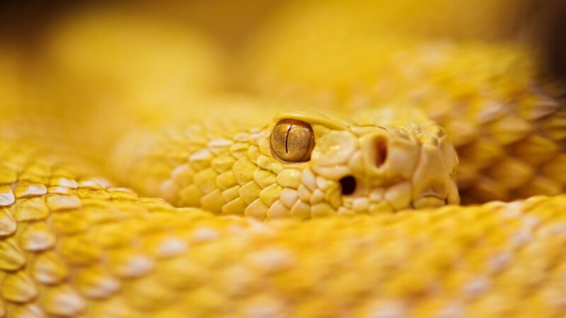 Yellow Snake Head — Intense