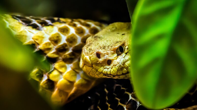 Yellow Snake in Foliage