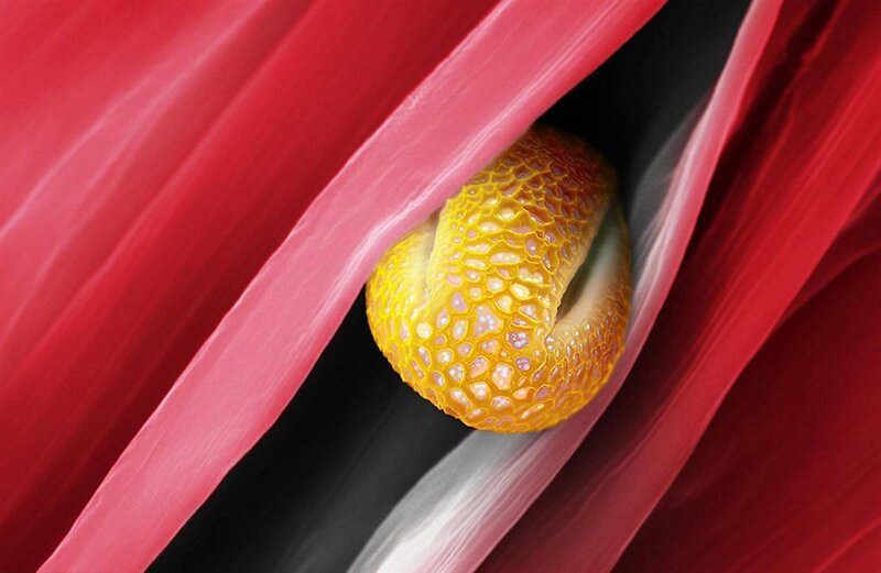 Yellow snake in red tunnel