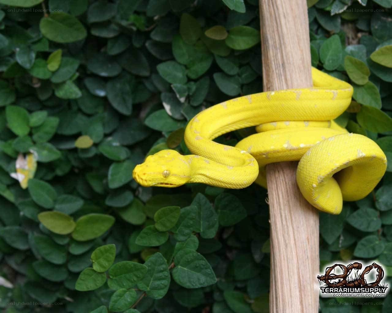 yellow snake on a branch