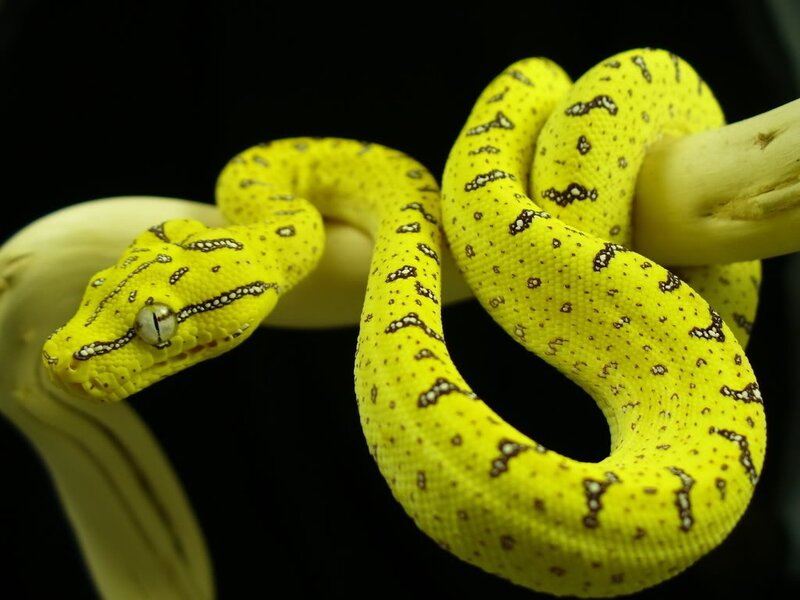 yellow snake on a branch