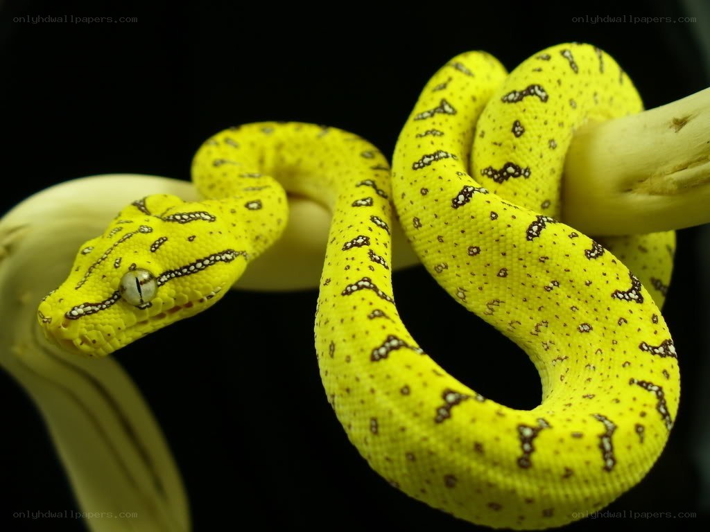 yellow snake on a branch