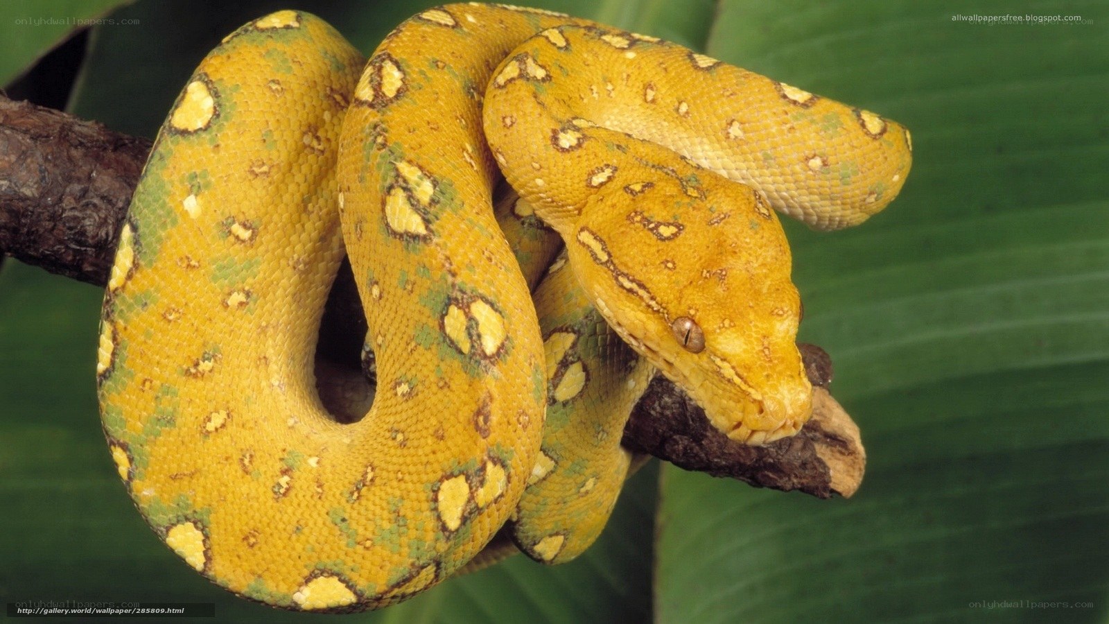 yellow snake on a branch
