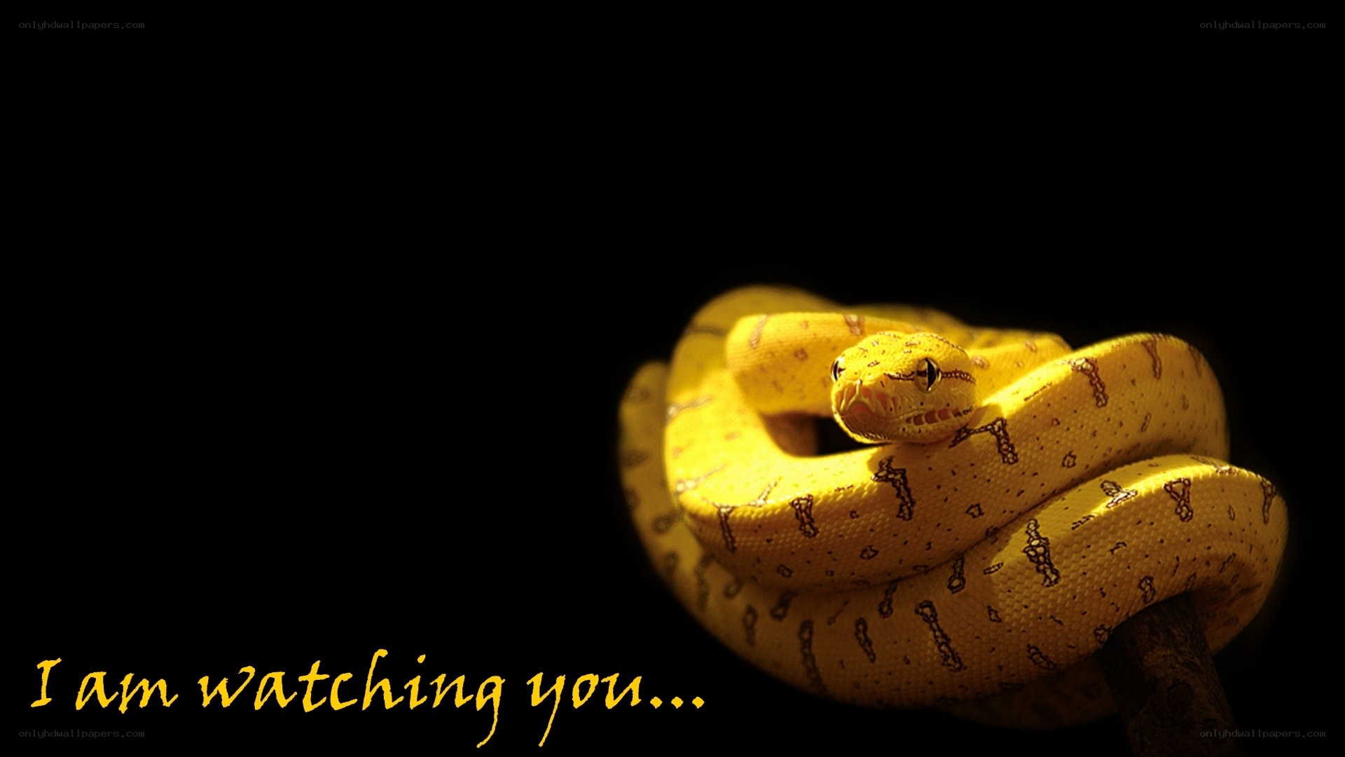 yellow snake on black background