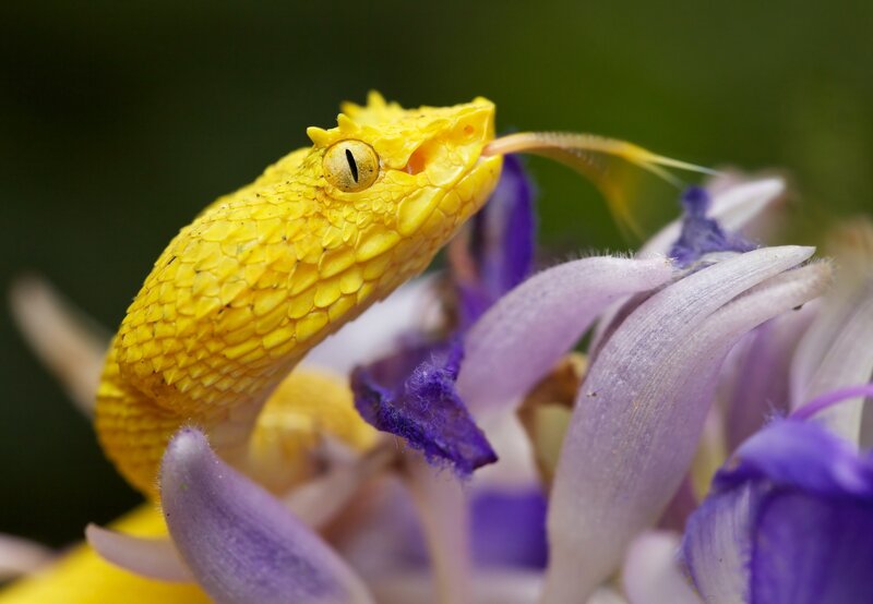 Yellow snake on purple flower