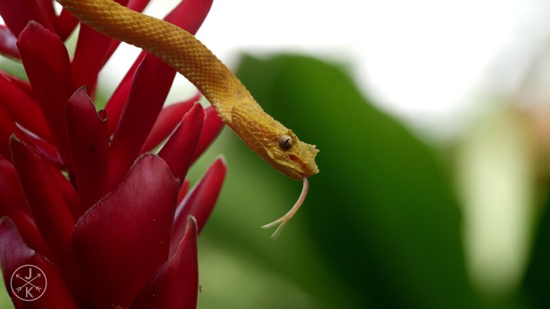 Yellow Snake on Red Flower