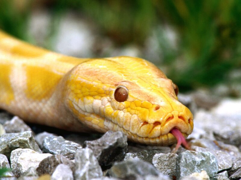 yellow snake on rocks