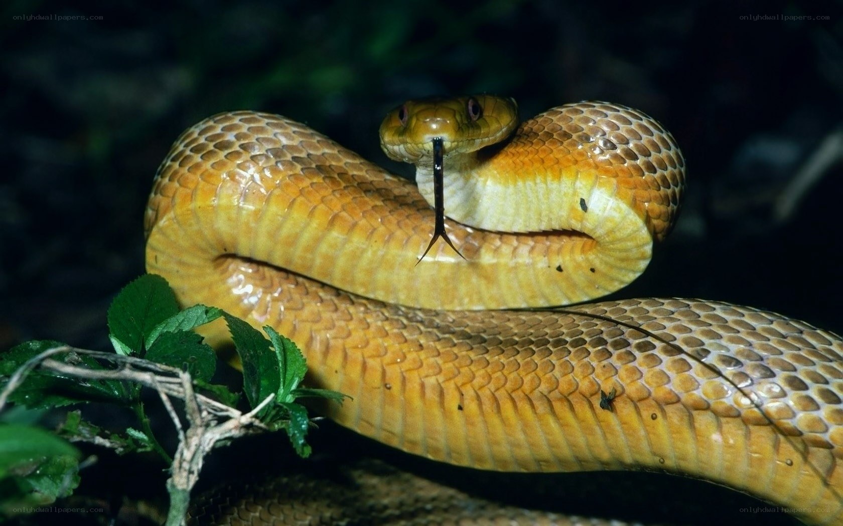 yellow snake with forked tongue