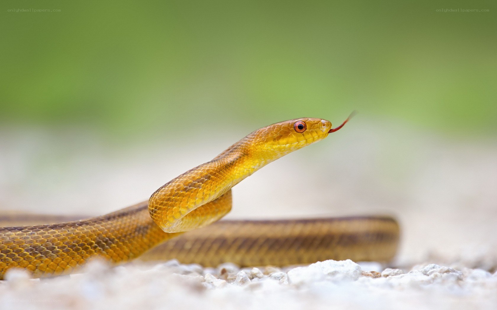yellow snake with red eyes