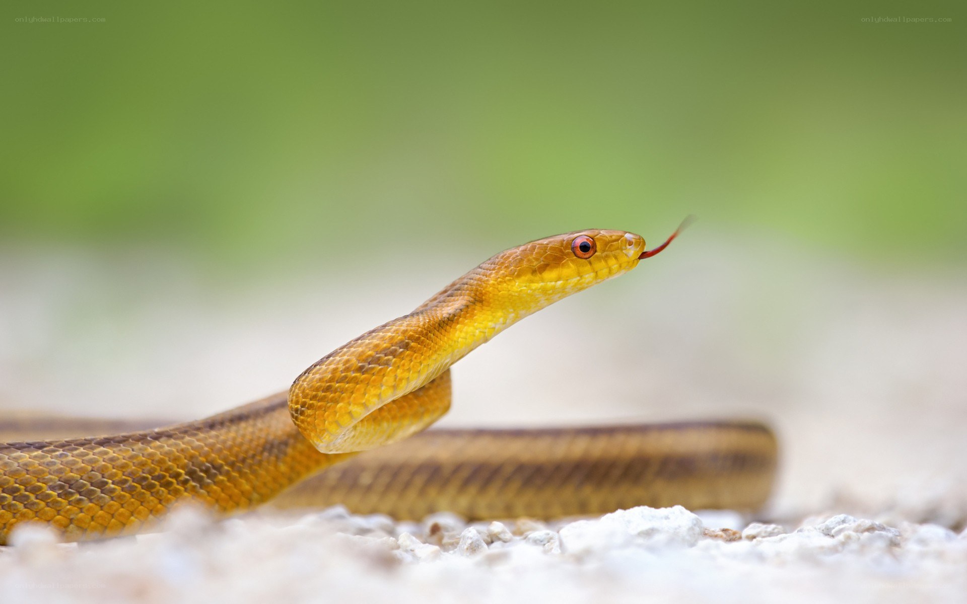 yellow snake with red eyes
