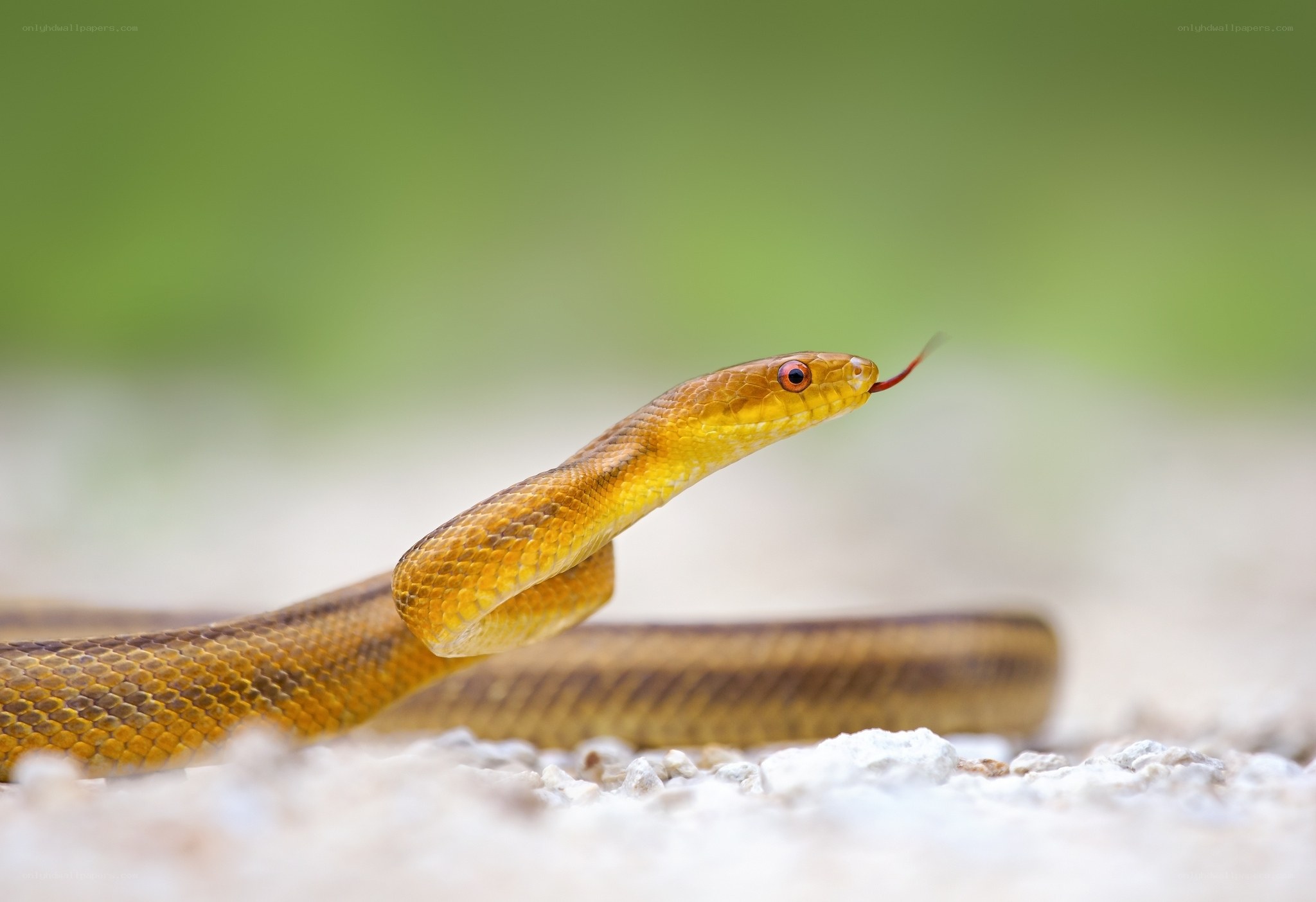 yellow snake with red eyes