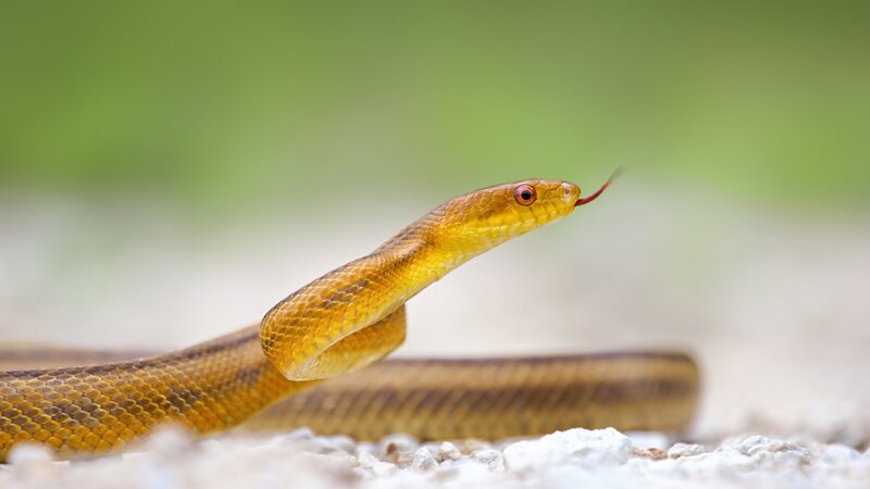 yellow snake with red tongue