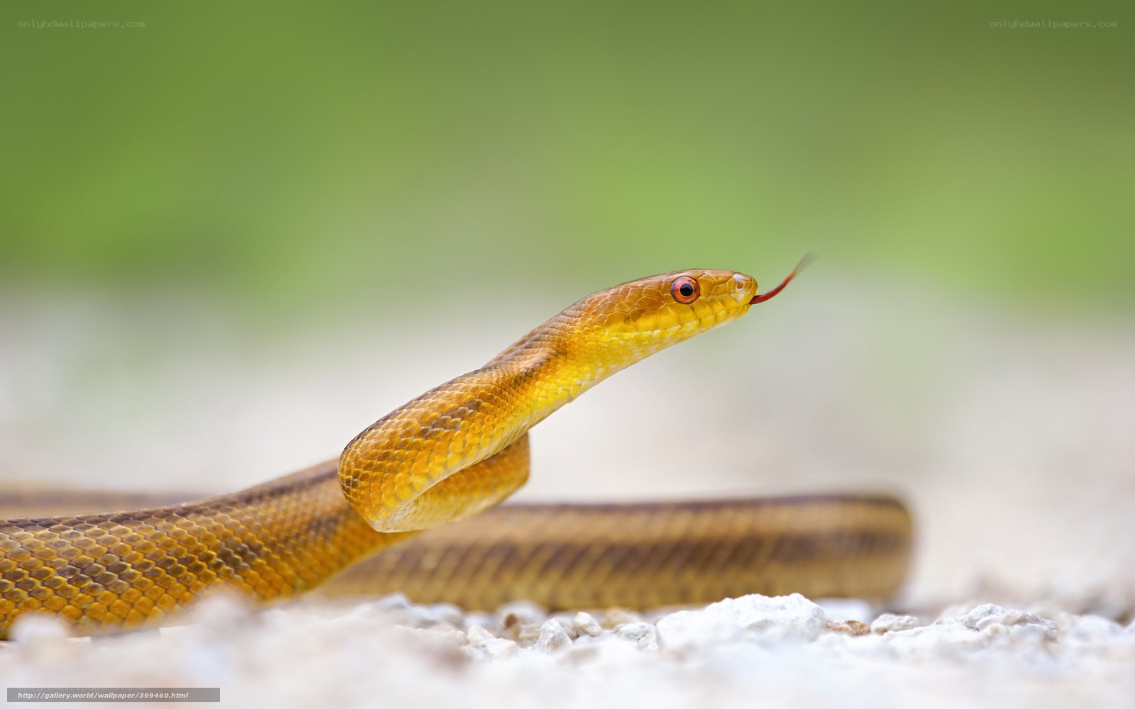yellow snake with red tongue