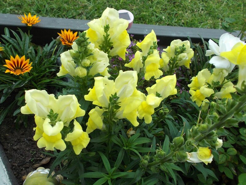 Yellow Snapdragon Flowers — Calm, Afternoon