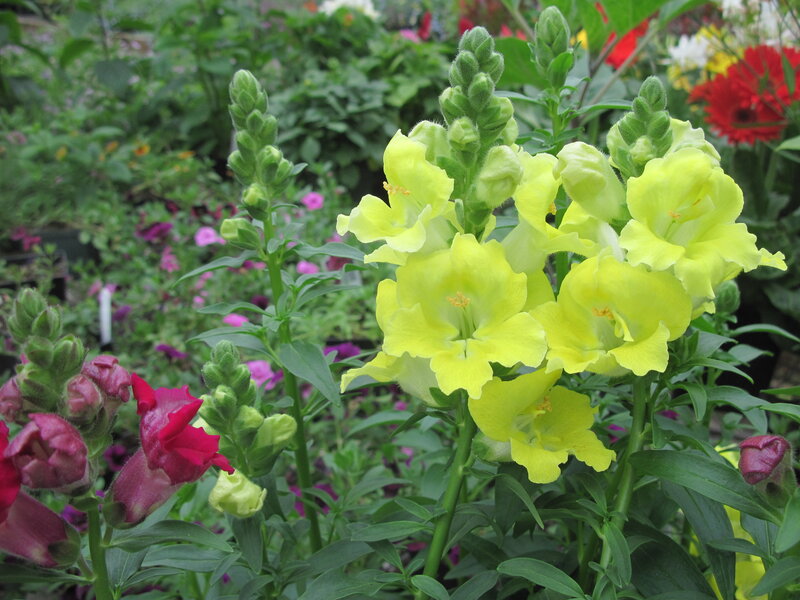 Yellow Snapdragon Flowers — Calm