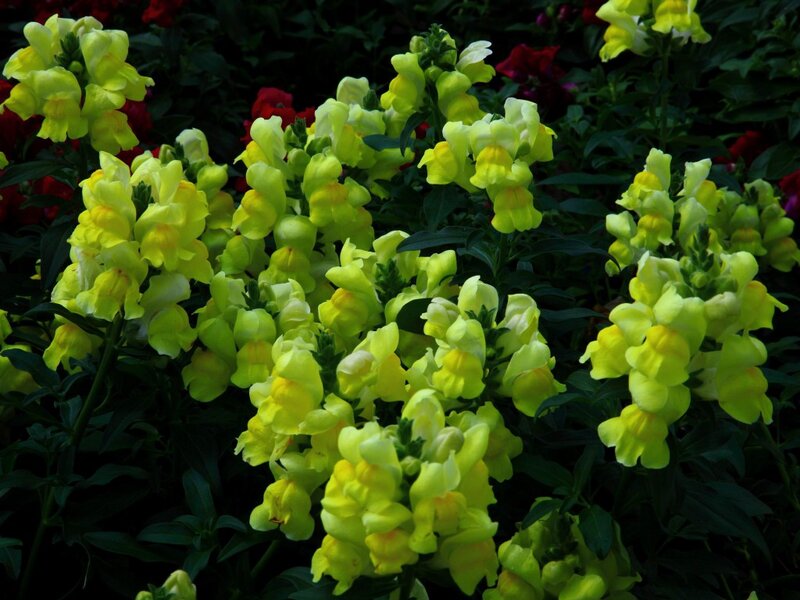 Yellow Snapdragon Flowers — Natural