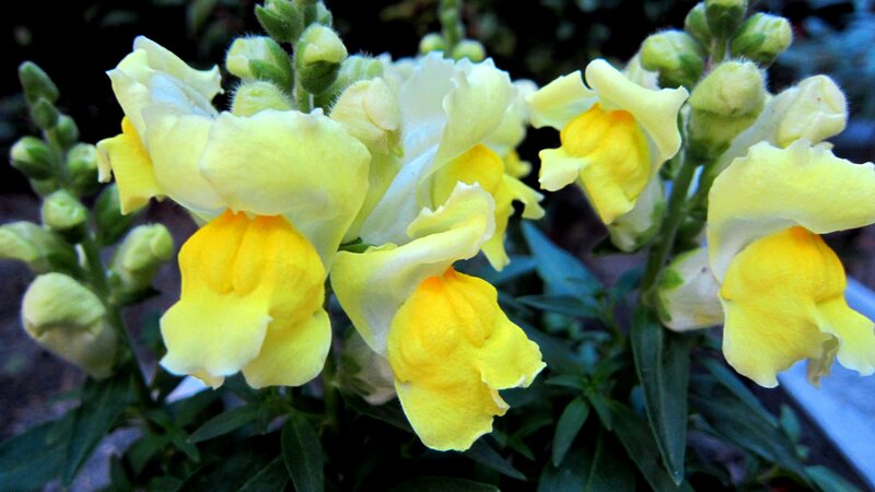 Yellow Snapdragon Flowers