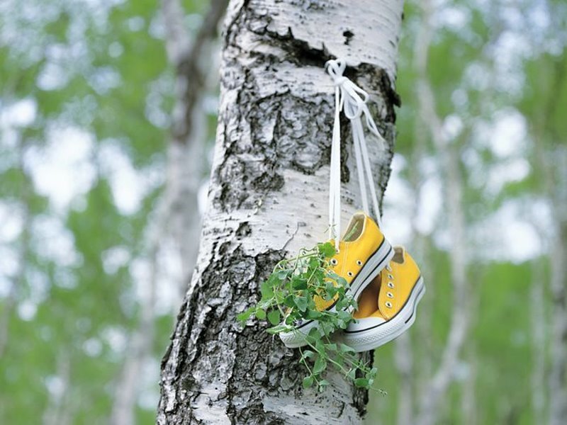 Yellow Sneakers on Tree