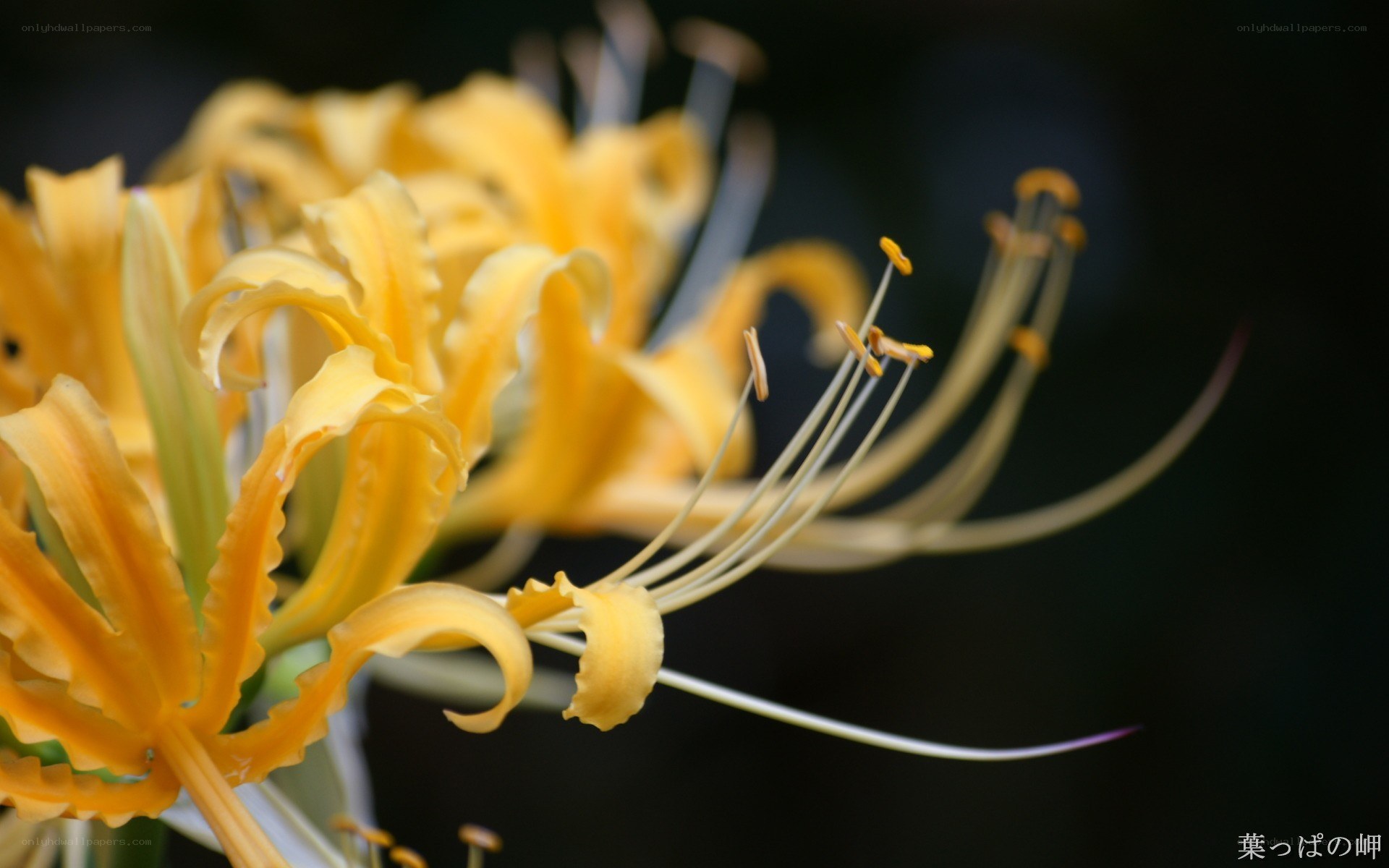 Yellow spider lilies in bloom