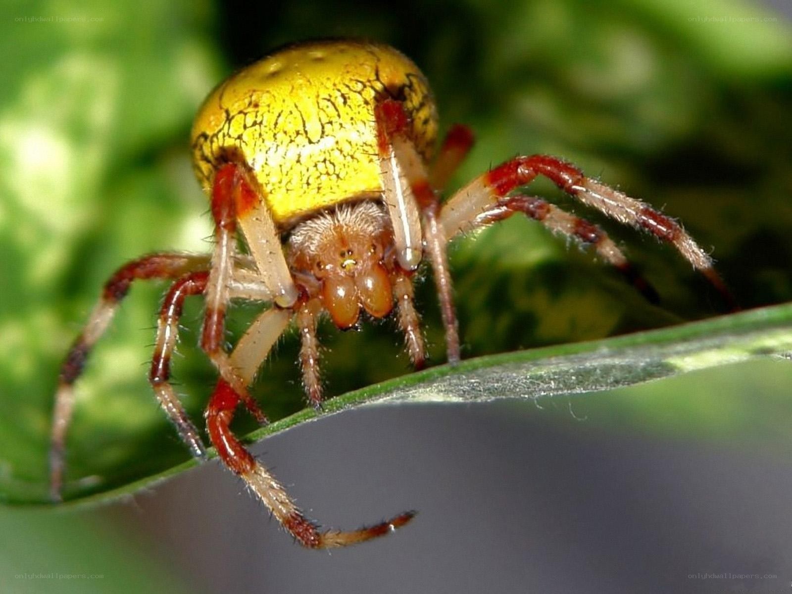 yellow spider on a leaf
