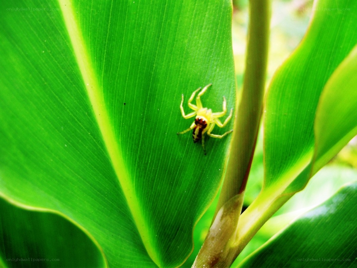 yellow spider on green leaf