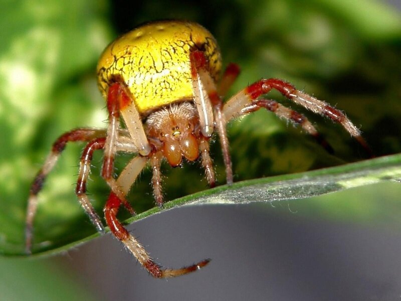 Yellow Spider on Leaf — Green, Natural