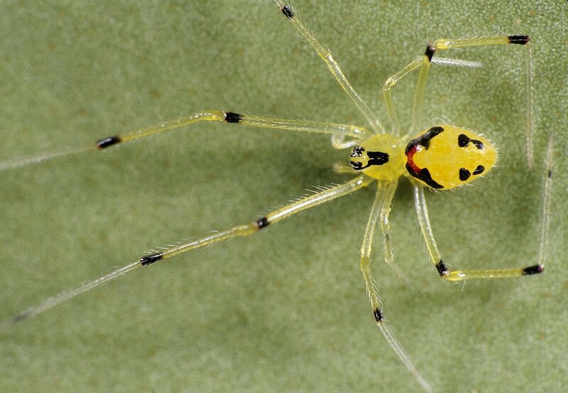Yellow Spider on Leaf
