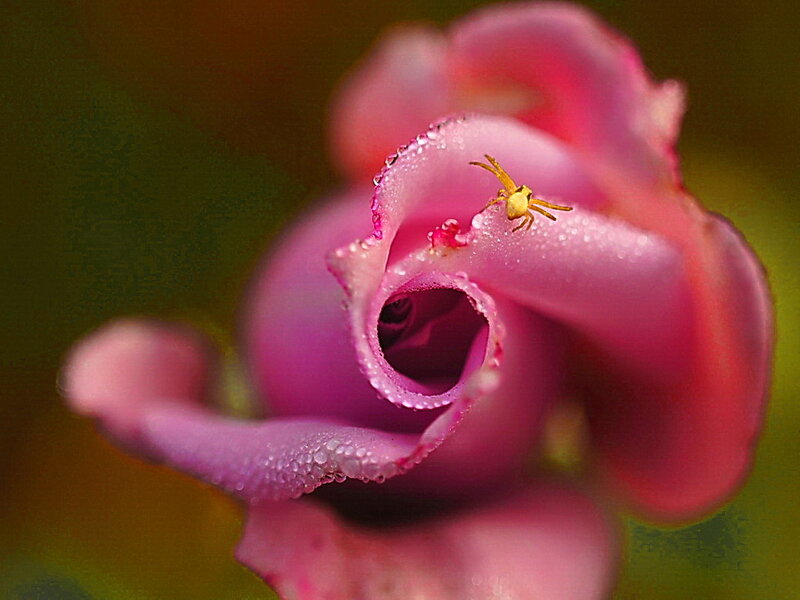 Yellow Spider on Rose