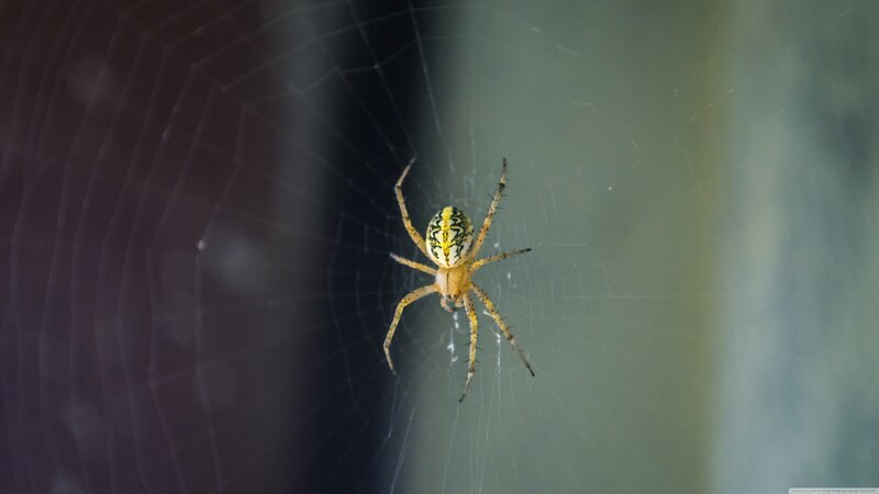Yellow Spider on Web — Calm