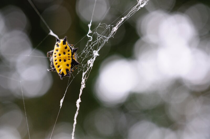 Yellow spider on web