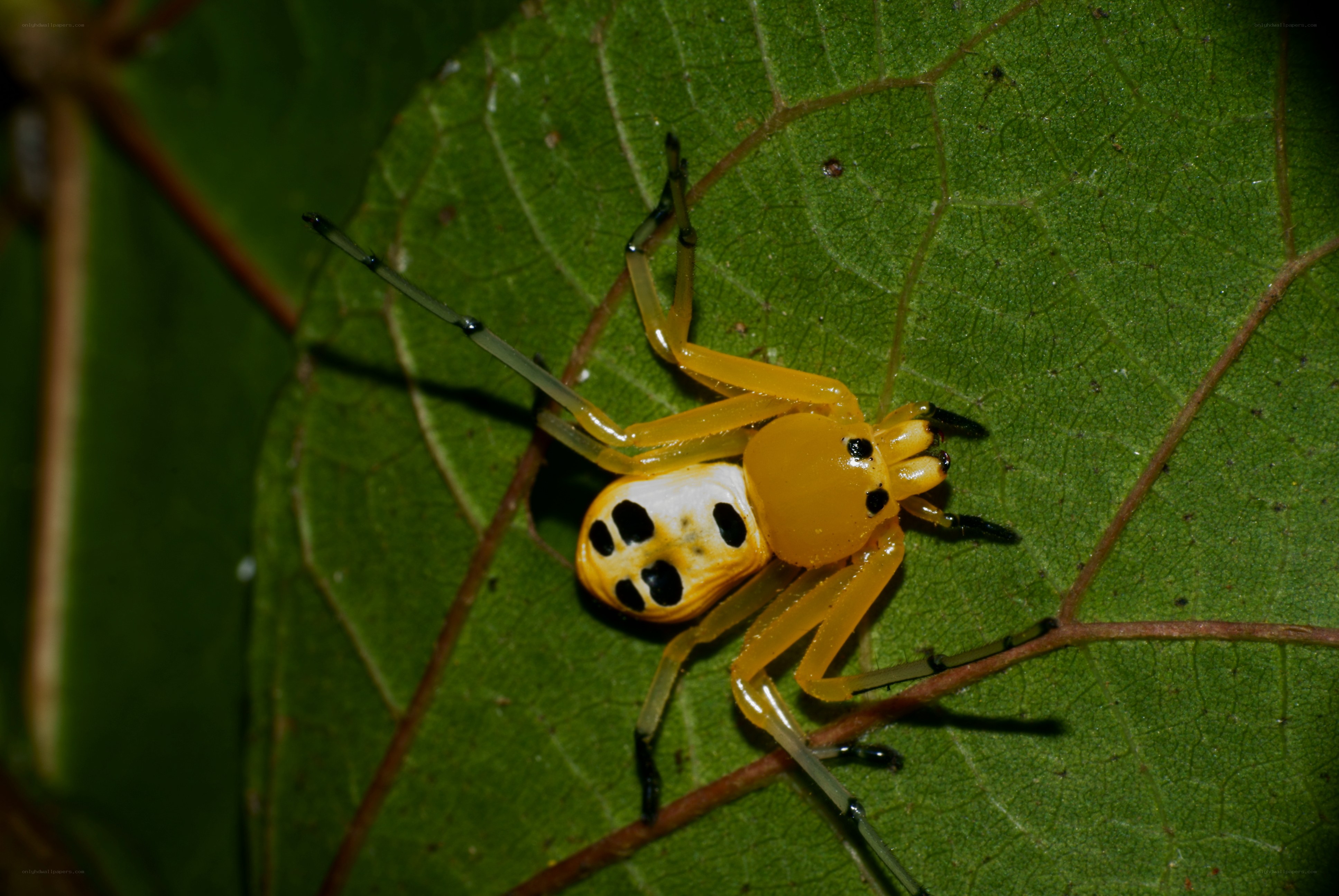 yellow spider with black spots